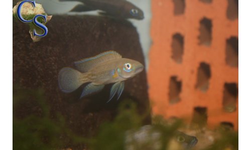 Neolamprologus nigriventris